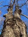 Odd Looking Trees and Blue Sky