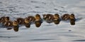 Odd one out Ducks in the pond Royalty Free Stock Photo