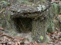 Odd shaped growth of sand live oak trunk base Royalty Free Stock Photo