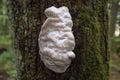 Odd Shaped White Fungi Growing On Tree
