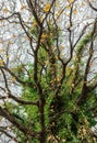 Oddly mystic bare brunch tree