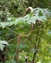 An oddly shaped growth of a papaya tree trunk in the garden Royalty Free Stock Photo