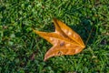 Oddly shaped orange colored autumn leaf isolated