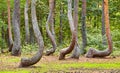 Oddly shaped pine trees in Crooked Forest, Poland Royalty Free Stock Photo