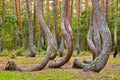 Oddly shaped pine trees in Crooked Forest, Poland Royalty Free Stock Photo