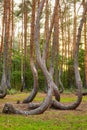 Oddly shaped pine trees in Crooked Forest at sunset, Poland Royalty Free Stock Photo