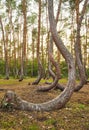 Oddly shaped pine trees in Crooked Forest at sunset, selective focus, Poland Royalty Free Stock Photo