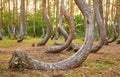 Oddly shaped pine trees in Crooked Forest at sunset, selective focus, Poland Royalty Free Stock Photo