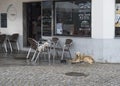 Odeceixe, Odemira, Portugal, October 28, 2021: Two dogs waiting in front of pizzeria cafe at street of touristic resort