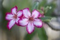 Odenium obesum desert rose red flowering plant