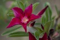 Odenium obesum desert rose red flowering plant