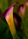 Odessa Black Arum Lily in prime condition Royalty Free Stock Photo