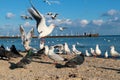 Odessa beautiful seagulls on the shore near the sea