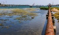 thickets of green algae near the shore against the backdrop of the port in Sukhoi estuary