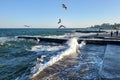 Odessa, Ukraine, Black Sea coast, seagulls over the wave
