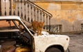 Odessa, Ukraine - 04 22 21: A furry adorable red cat freely walking the streets and yards sitting on the old ruined car