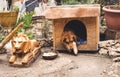 Odessa, Ukraine - 04 18 21: typical old Odessa Kanava street courtyard. A sad dog resting in its booth