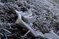 Discarded plastic cover in grass covered with frost, ecology and waste management.