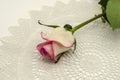 White rosebud with a pink border on the edges on the stem with leaves, lies at an angle on top of a white knitted openwork napkin