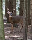 White-Tailed Deer Buck Standing In Forest With Sunshine On Antlers Royalty Free Stock Photo