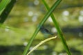 Odonata dragonfly, of blue color perched on a leaf between two crisscrossed rushes of green color on the cold waters of the river