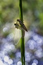 Odonata - dragonfly, hatching on a reed. On the reed leaf is a brown strip and a freshly hatched dragonfly lit by the morning sun