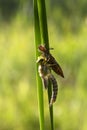 Odonata - Dragonfly, dragonfly hatching on a reed leaf. On the leaf is a stripped brown strip and a freshly hatched dragonfly lit