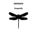 Odonata dragonfly insect for scientific study Royalty Free Stock Photo