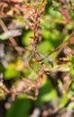 The Odonata insect resting on a plant