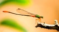 Odonata - Orange tailed Marsh Dart