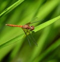 Odonata is an order of carnivorous insects, encompassing the dragonflies
