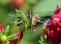 Odonata is an order of carnivorous insects,