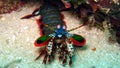 Odontodactylus scyllarus, commonly known as the peacock mantis shrimp, harlequin mantis shrimp