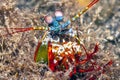 Odontodactylus scyllarus, commonly known as the peacock mantis shrimp