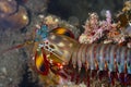 Odontodactylus scyllarus; peacock mantis shrimp