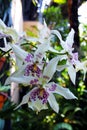 Odontoglossum Orchid