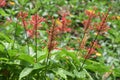 Odontonema Cuspidatum (Nees) Kuntze (Acanthaceae) Scarlet Firespike plant and flowers Royalty Free Stock Photo