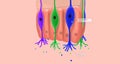 Odorant molecules bind to receptors located on the cilia of olfactory sensory neurons