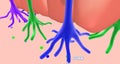 Odorant molecules bind to receptors located on the cilia of olfactory sensory neurons