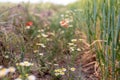Odorless chamomile on the edge of a cornfield in the middle of a strip of flowers with oats and red poppies in the background Royalty Free Stock Photo