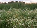 Odorless chamomile lat. Matricaria perforata - medicinal plant Royalty Free Stock Photo