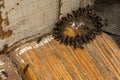 Odorous House ants feeding on ant gel bait Royalty Free Stock Photo