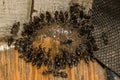 Odorous House ants feeding on ant gel bait Royalty Free Stock Photo