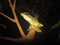 Poisonous Rock Frog (Odorrana hosii)