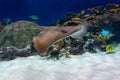 Aquarium stingray in tank Royalty Free Stock Photo