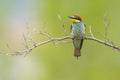 oe colorful bee-eater (Merops apiaster) sits on a branch and looks for insects Royalty Free Stock Photo