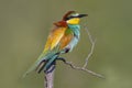 oe colorful bee-eater (Merops apiaster) sits on a branch and looks for insects Royalty Free Stock Photo