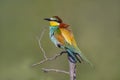 oe colorful bee-eater (Merops apiaster) sits on a branch and looks for insects Royalty Free Stock Photo