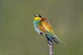 oe colorful bee-eater (Merops apiaster) sits on a branch and looks for insects Royalty Free Stock Photo