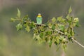 oe colorful bee-eater (Merops apiaster) sits on a branch and looks for insects Royalty Free Stock Photo